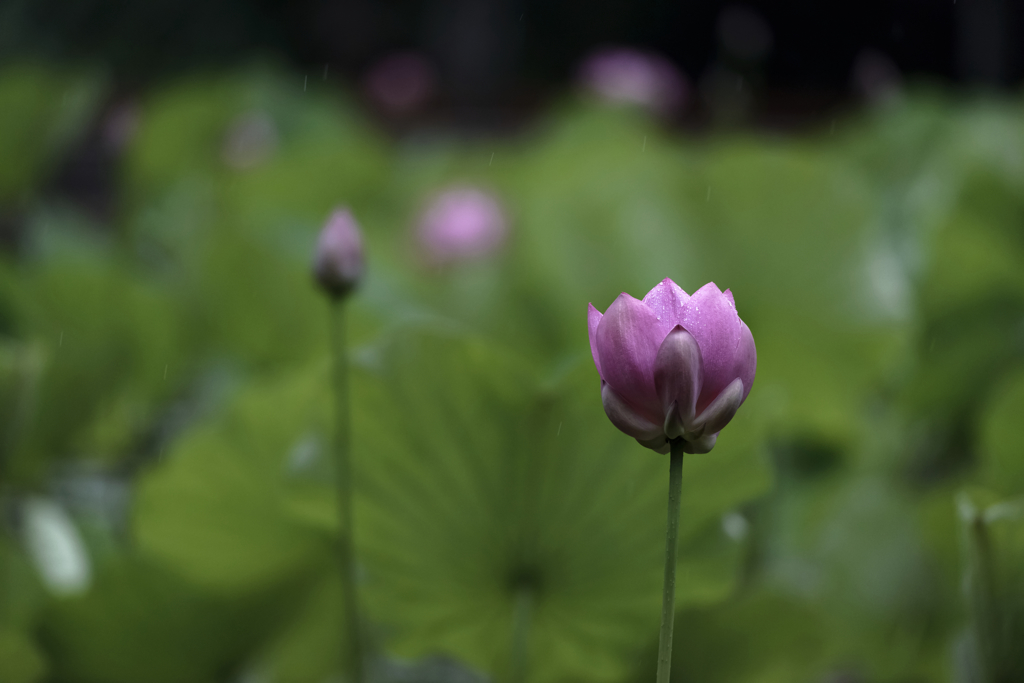 Lotus in the rain