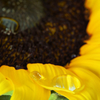 Dews on Sunflower