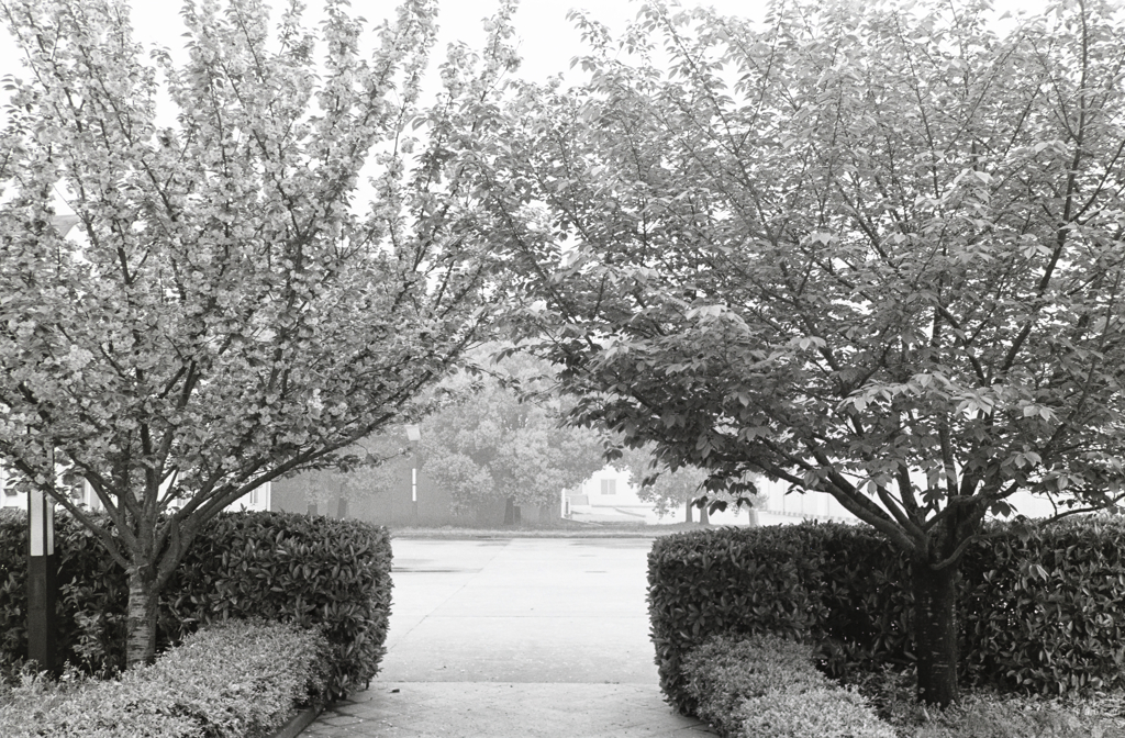 Two SAKURA trees gate