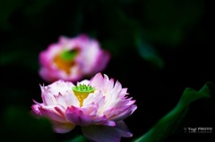早朝の荷花