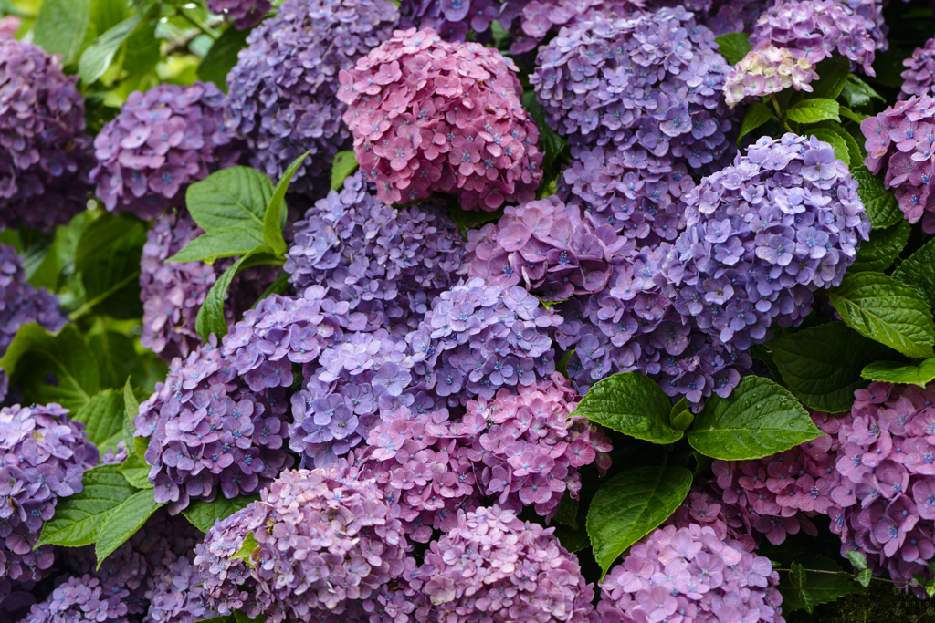 Blooming in the rain