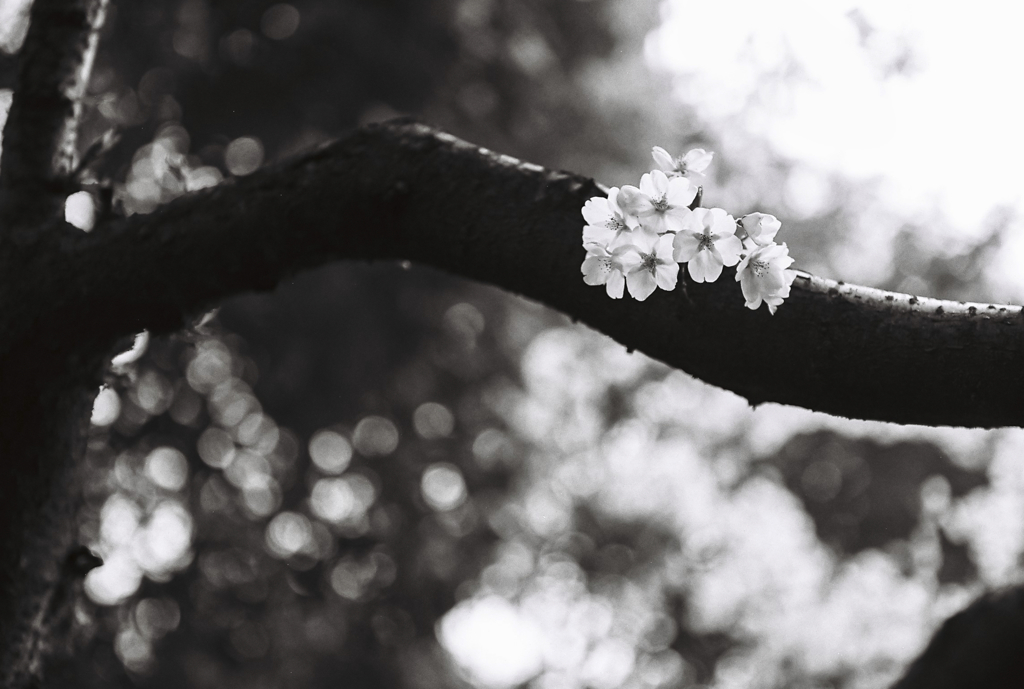 SAKURA with B&W