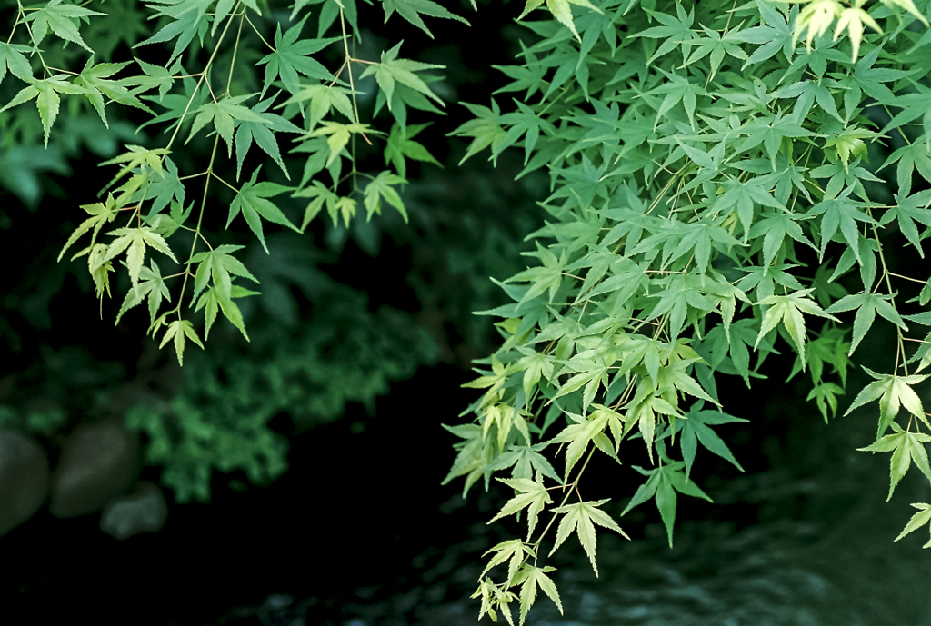 Fresh green near the river