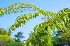 葉桜