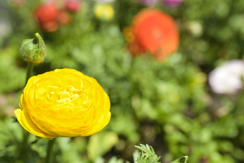 Colors of spring