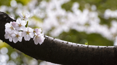 SAKURA in Shanghai