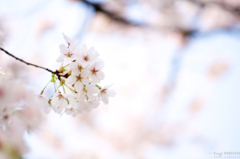 Cherry blossoms in Shanghai