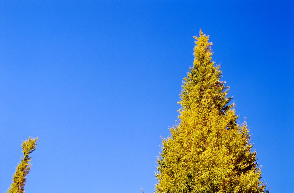 Shining Yellow Under the Blue Sky