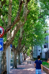 真夏の衝山路