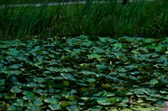 Pound of water lilies
