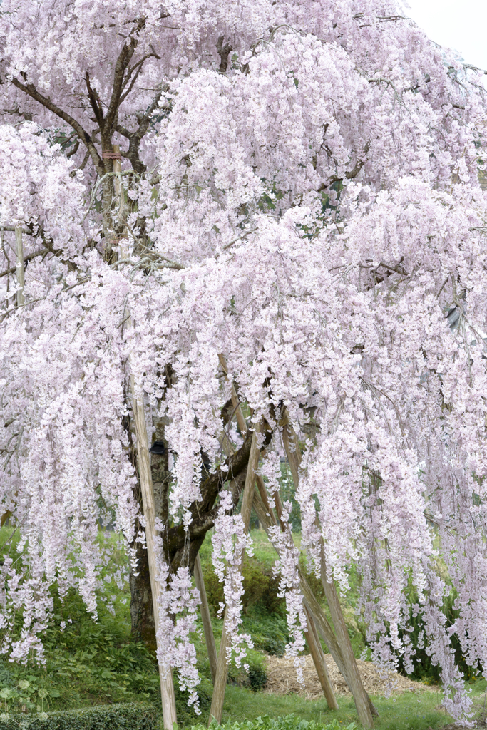 Pink shower