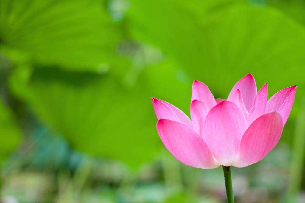 Lotus Pink