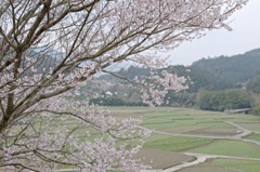 SAKURA 1