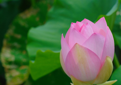 Lotus 13
