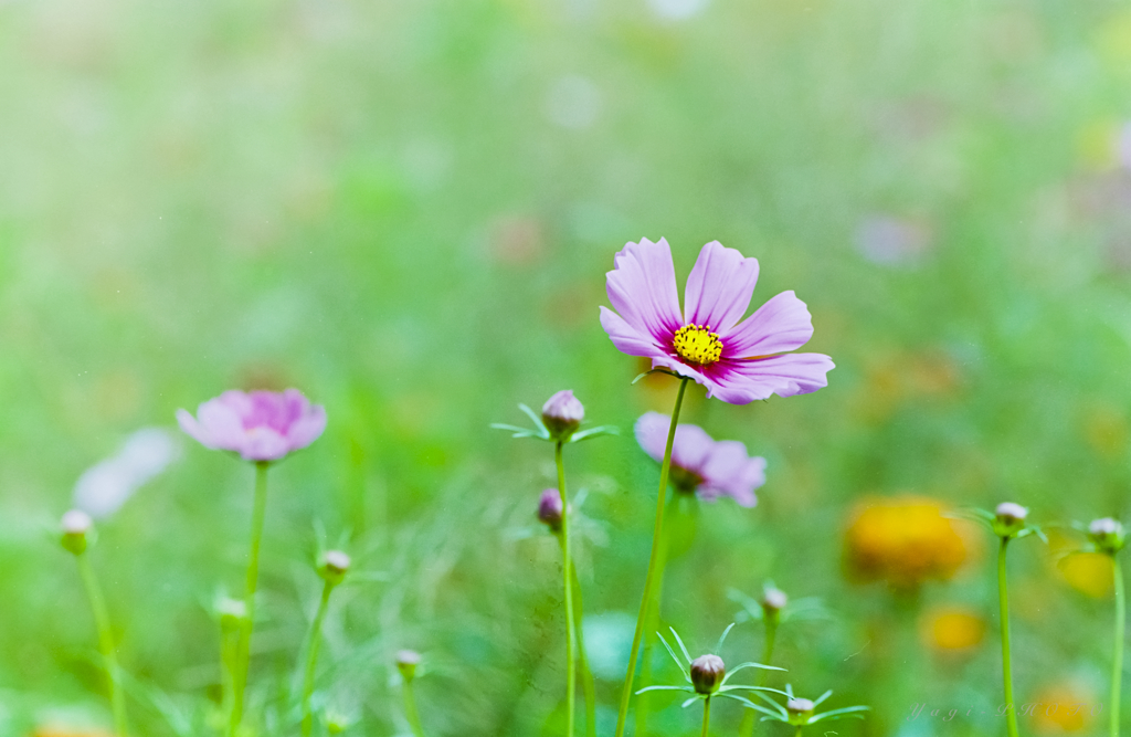 Flower tells autumn comming