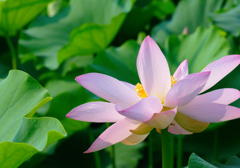 Lotus 5