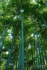 力強く、真っ直ぐに。