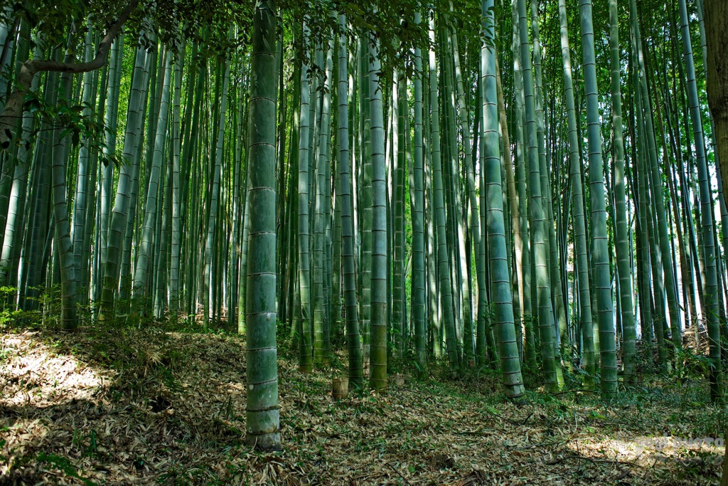 Bamboo forest