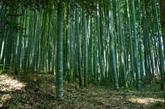 Bamboo forest