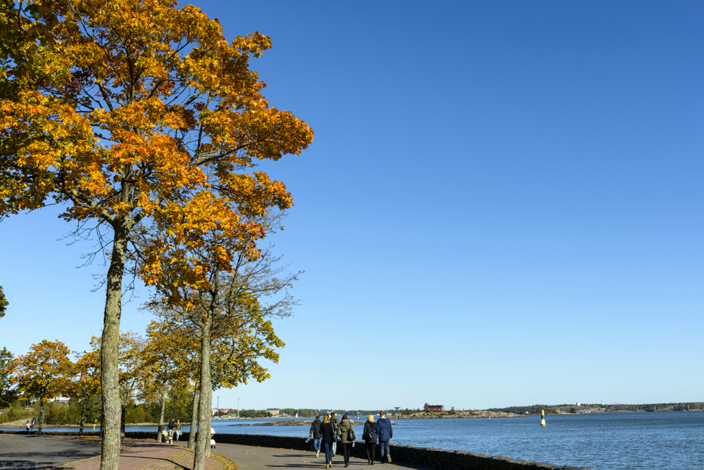 Golden leaves on the seaside road