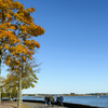 Golden leaves on the seaside road