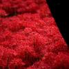 曼珠沙華