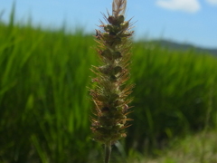 夏の田んぼ
