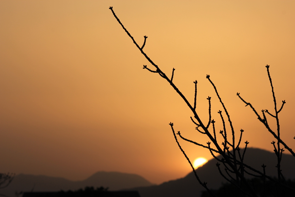 夕日
