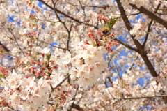 臼杵城跡の桜