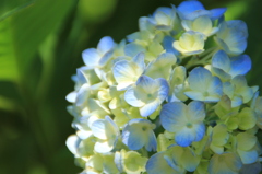 紫陽花