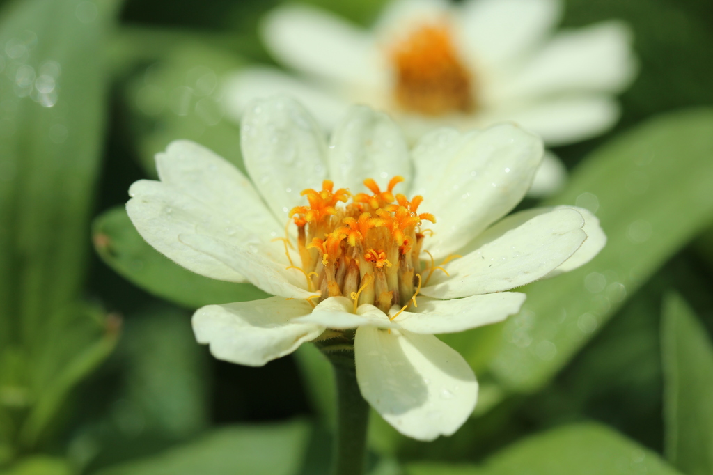 なんの花？