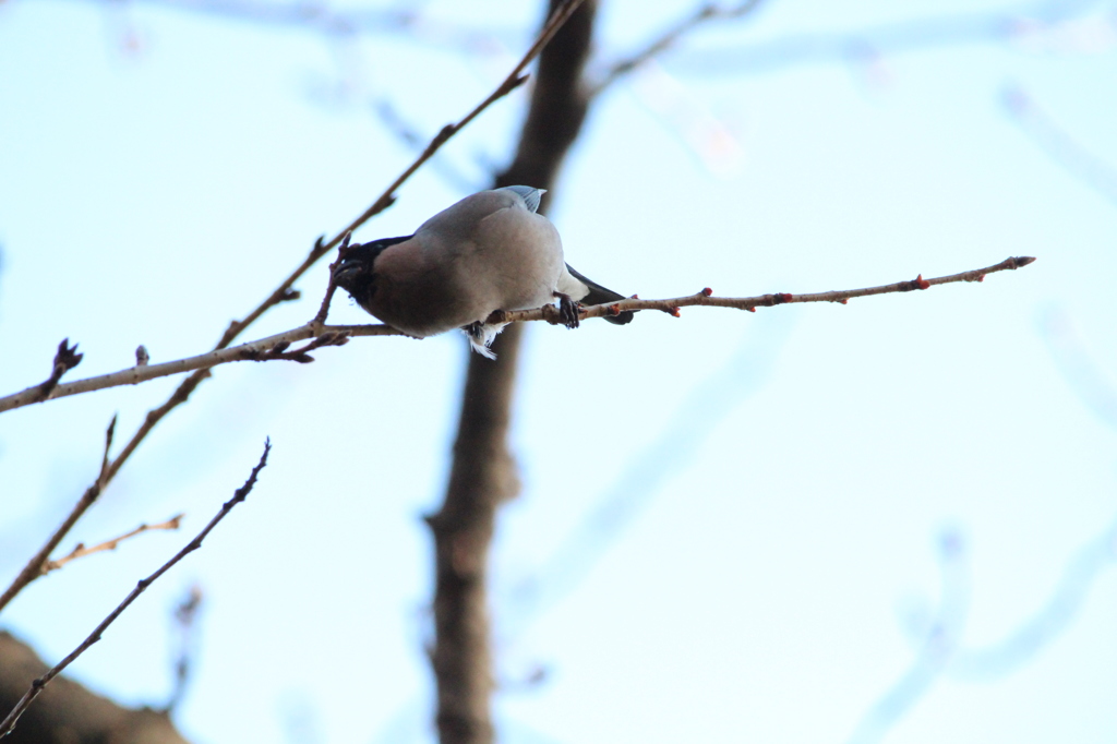 軟体鳥類？