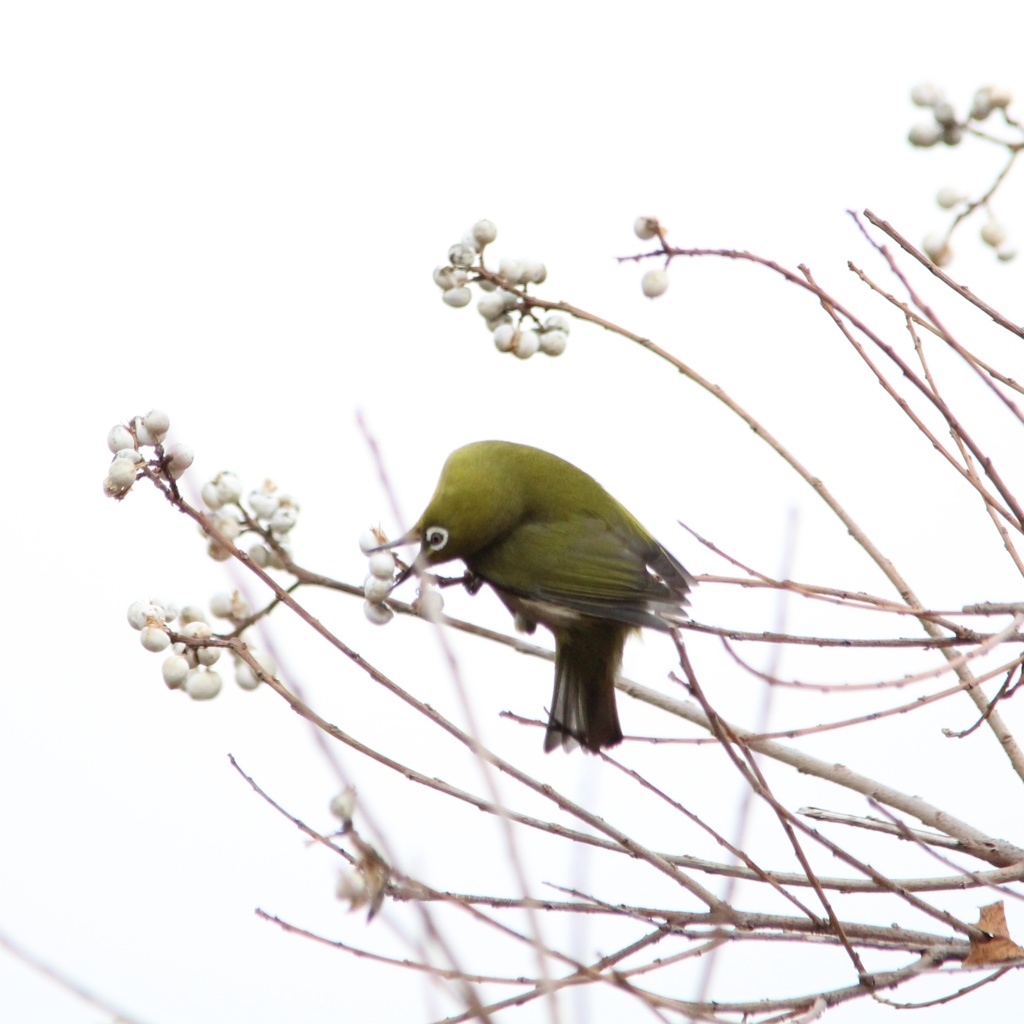 軟体鳥類２