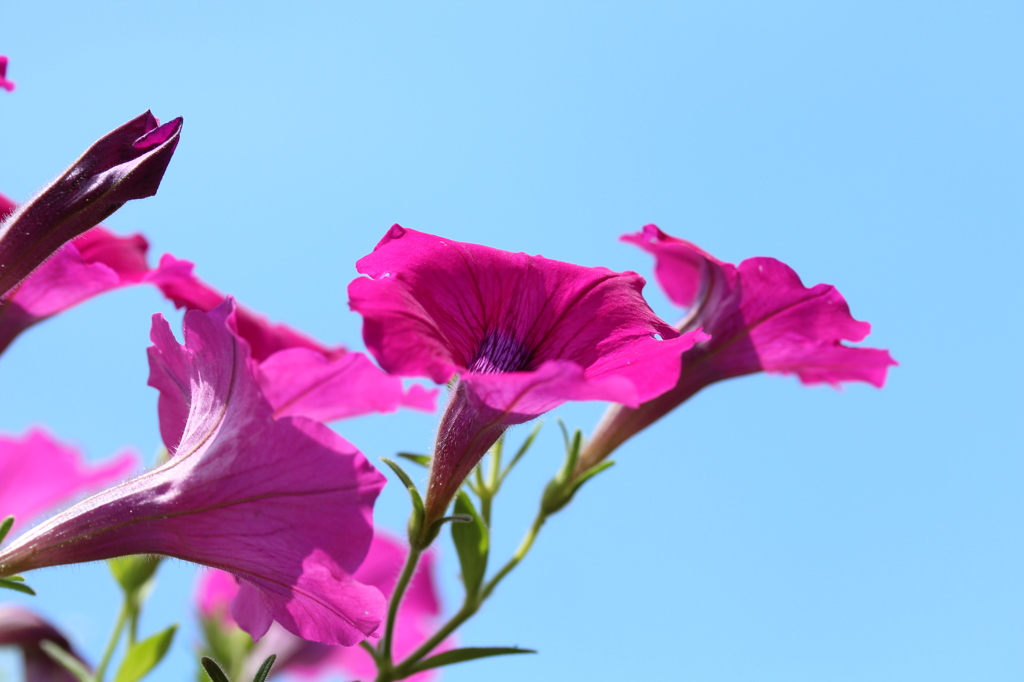 青空に向かって