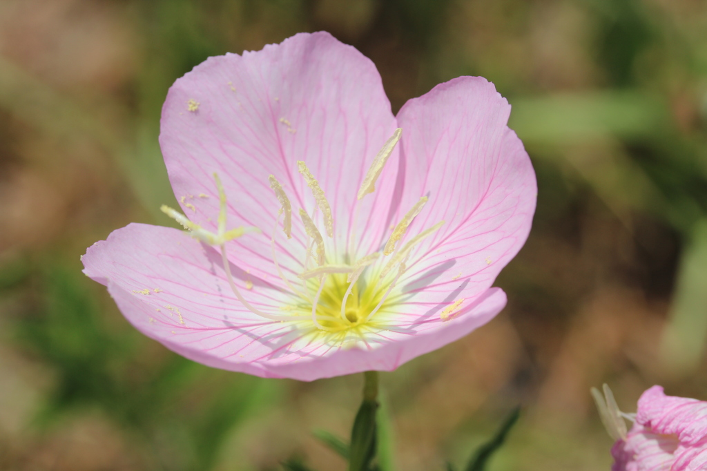 なんの花？