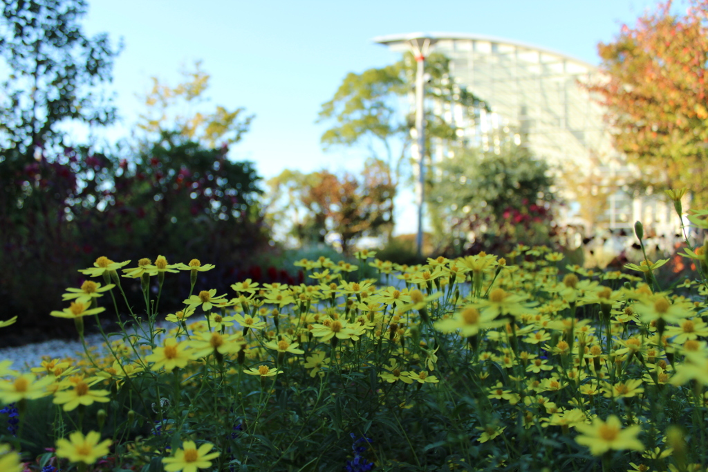 花のある風景