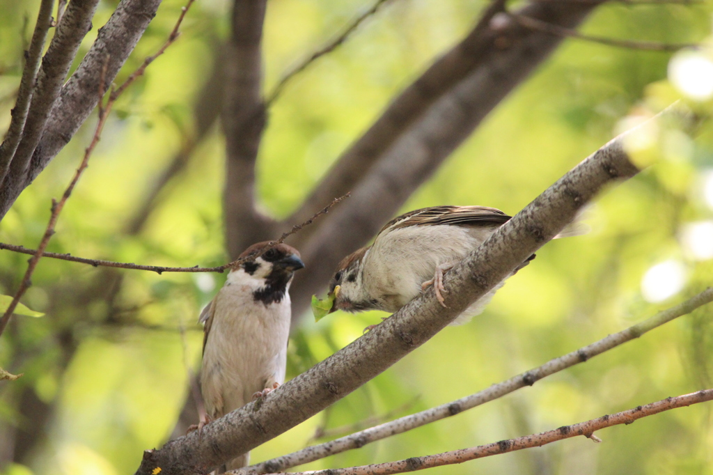 春の出会い②♪