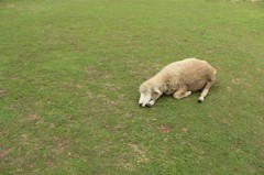午後の一休み