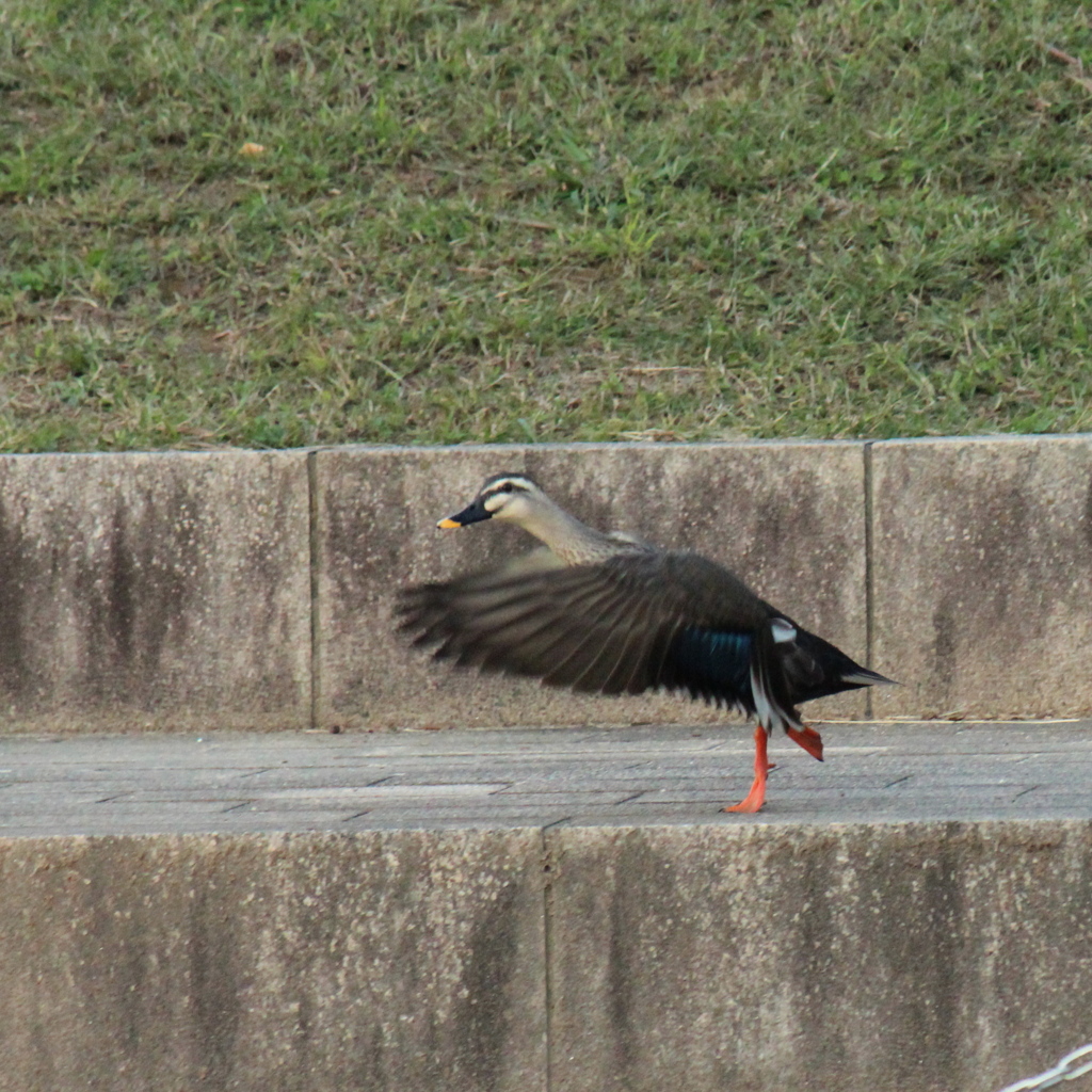 あらよっと！