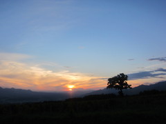 tasogare