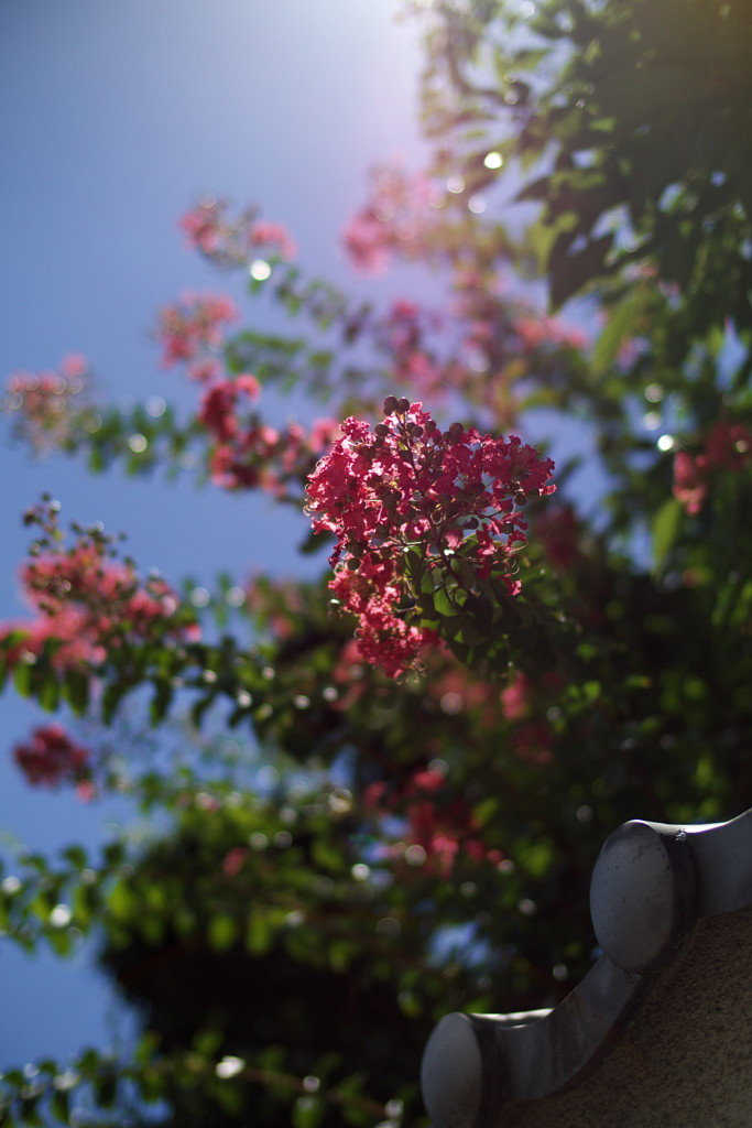 夏