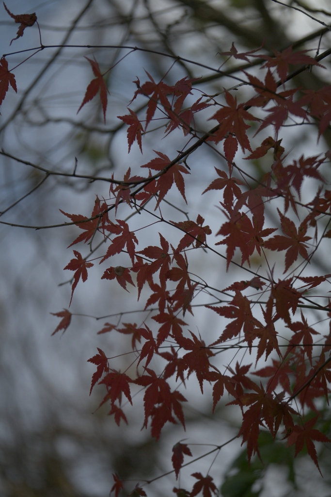 晩秋