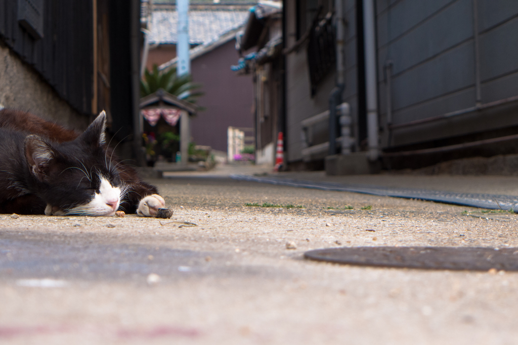 瀬戸内のねこ