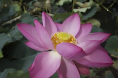 蓮の花
