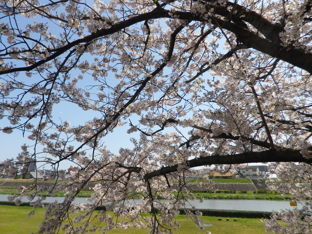桜の伸びた手