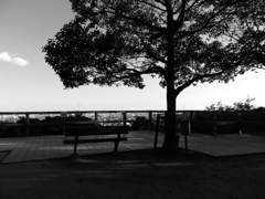 寄り添う木とベンチ