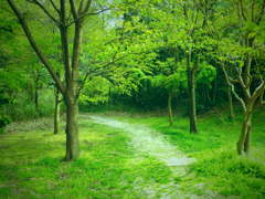 緑の道　森の奥へ
