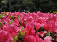 ヴォーリズ六甲山荘のつつじ