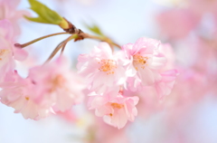 枝垂れ桜