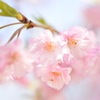 枝垂れ桜